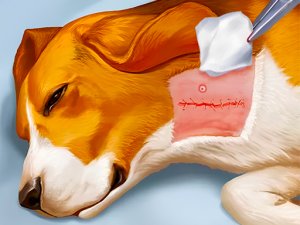 Pet Vet Dog Care Sim